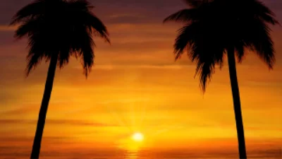 Palm tree sunset theme of Nature